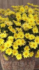 This Is The Golden Yellow Version Of Venerable Butterfly Marguerite Daisy The Large Daisy Flowers Thoroughly Cover The Pla Video Yellow Plants Yellow Flowers Daisy