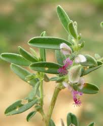 Image result for Polygala erioptera