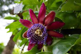 Image result for Passiflora quadrangularis