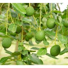 Suitable temperature for storing saffron bulbs in cartons or sacks. 30l Avocado Fuerte Persea Americana Bunnings Warehouse Fruit Trees Americana Avocado