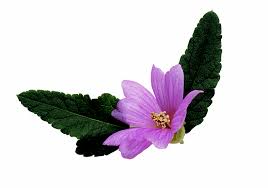 Товар 3 hollyhock zebrina flower seeds (malva sylvestris) french hollyhock 20+seeds 2 striped mallow has similar features to hollyhock. How To Grow Malva Zebrina