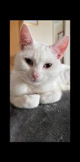 REUNITED ❤️. Sharing from SOUTHAMPTON CATS UK lost found stolen