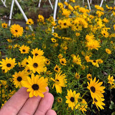 Image result for Oxyanthus biflorus