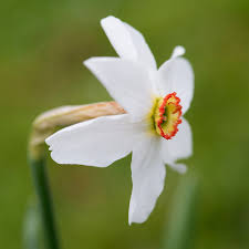 Narcissus Poeticus Var Recurvus Pheasants Eye Species Daffodil Bulbs Narcissus Bulb Flowers Daffodil Bulbs