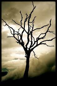 Dead Tree In Shadows Dark Tree Tree Drawing Dead Tree Tattoo