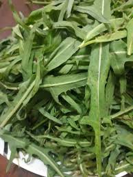 Image result for Pentarrhinum