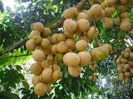 It is among the biggest size comparable to dukong and langsat. Benefits Of Fruit Duku Manfaat Buah Duku Steemkr