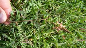 Image result for Indigofera heterotricha