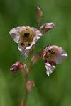 Image result for Gladiolus zimbabweensis