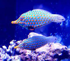 We did not find results for: Orange Spot Filefish Oxymonacanthus Longirostris Feeding Success Reef2reef Saltwater And Reef Aquarium Forum