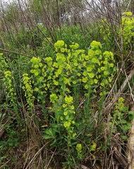 Image result for Euphorbia mossambicensis