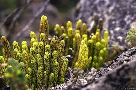 Image result for Senecio maranguensis