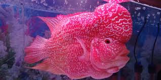 Cara ternak /budidaya ikan louhan. 8 Cara Memilih Bibit Ikan Louhan Yang Bagus Untuk Budidaya