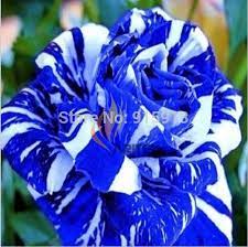 Hingga pada 2004, bunga ini. Jual Benih Bunga Mawar Biru Bergaris Blue Strip Rose Kota Pekanbaru Exyo Online Shop Tokopedia