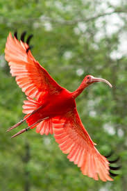 Birds Of A Feather Flock Together Song Pin On Birds Of A Feather Flock Together