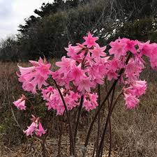 Image result for Crinum rautanenianum