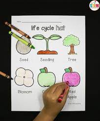 Here's our free how an apple grows printable that includes coloring sheets for kids for you to print and use! Apple Life Cycle Hat The Stem Laboratory