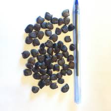 Image result for Astropanax abyssinicus