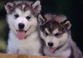 Browse siberian husky breeders in pa, indiana, new york husky puppies for sale. Husky Puppies Wallpapers Top Free Husky Puppies Backgrounds Wallpaperaccess