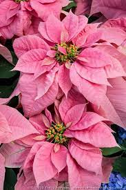 Bright Pink Poinsettias Christmas Flowers Poinsettia Flower Beautiful Flowers