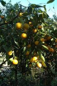 Get fruit trees for houston. 11 Best Fruit Trees In Houston Ideas Fruit Trees Fruit Tree