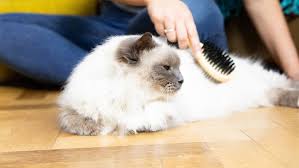 Find out more about the causes and possible treatments for this feline skin condition. Hair Loss In Cats Causes Treatment Purina