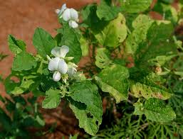 Image result for Crotalaria vasculosa
