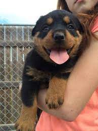 Browse thru our id verified puppy for sale listings to find your perfect puppy in your area. Rottweiler Puppies For Sale In Killeen Texas Classified Americanlisted Com