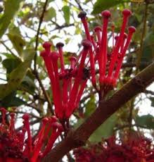 Image result for Viscum menyharthii