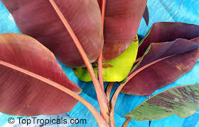 Image result for Musa sp. (Ornamental bananas)