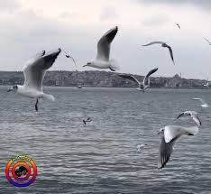 17 Begenme 2 Yorum Instagram Da Fotoselect Fotoselect Fotoselect Doga Nature Martilar Seagulls Bogaz Bosphorus Sehir City Manzara Lan Animals