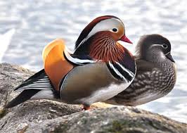We did not find results for: Bebek Mandarin Burung Anggun Dari Asia Timur Re Tawon