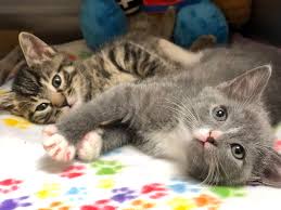 Fostering Pets Heals Shelter Woes Broken Hearts The Pittsburgh Jewish Chronicle
