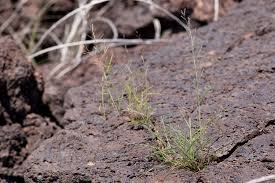 Image result for Leptochloa panicea