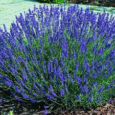 Buy lavender seeds and get the best deals at the lowest prices on ebay! Hidcote Lavender Plant Two 2 Live Plants Not Seeds Each 4 7 Tall In 3 5 Inch Pots Walmart Com Walmart Com