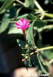 Image result for Nyctaginaceae