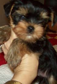 Check back every day for new deals near. Dogs In Raleigh Best Pet Friendly Hotels In Raleigh Nc