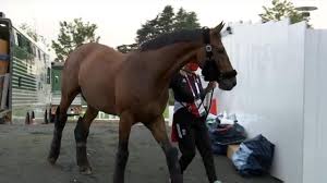 Das ist der zeitplan für reiten bei olympia. Olympia In Tokio 2021 Dressurreiten Isabell Werth Fuhrt Deutsche Equipe Fur Tokio An Eurosport