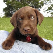 Labrador Retriever Puppies Charlotte Nc Dogs Breeds And Everything About Our Best Friends