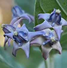 Image result for Calotropis gigantea