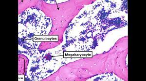 Skeletal system of a frog frog bone. Major Parts Of Long Bones Compact Spongy Bone Histology Youtube