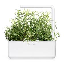 It is a plant that can take any. Rosemary Plant Pods Click Grow