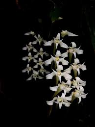 Image result for Raphionacme monteiroae