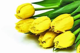 Compare prices and save big on flowers wholesale. Wholesale Flowers Gold Coast Tesselaar Flowers