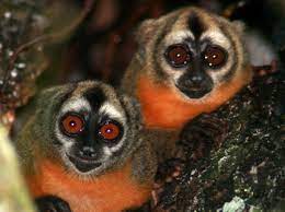 Owl Monkeys Owl Primates Monkey