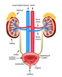 The vast majority of bladder cancers are transitional bladder cancer may be associated with cancers of the kidneys, ureters, or urethra. Urinary Bladder Late Effects In Childhood Cancer Survivors Together