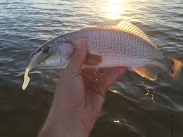 Memorable Santa Rosa Sound Florida Elliot Bay Tides Tide