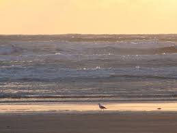 View listing photos, review sales history, and use our detailed real estate filters to find the perfect place. Pacific Beach Ocean Shores Washington 031 Ocean Shores Washington Ocean Shores Pacific Beach