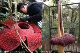 We did not find results for: Banyak Yang Salah Rafflesia Arnoldii Bukan Nama Latin Bunga Bangkai Apa Bedanya Dengan Bunga Bangkai Semua Halaman Bobo