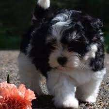 If you are unable to find your havanese puppy in our puppy for sale or dog for sale sections, please consider looking thru thousands of havanese dogs for adoption. Sweetwood Havanese Puppies Home Facebook